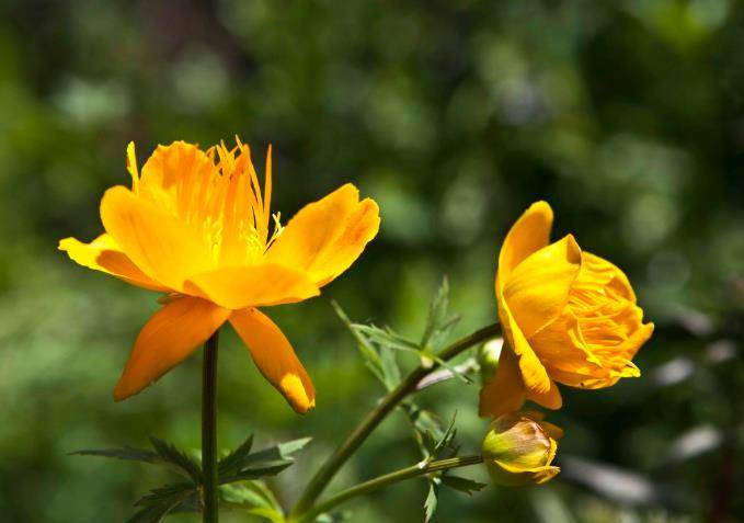 派遣身边童子降下金莲,帮助下界的百姓和麒麟仙子制服了鲤鱼精和鲶鱼