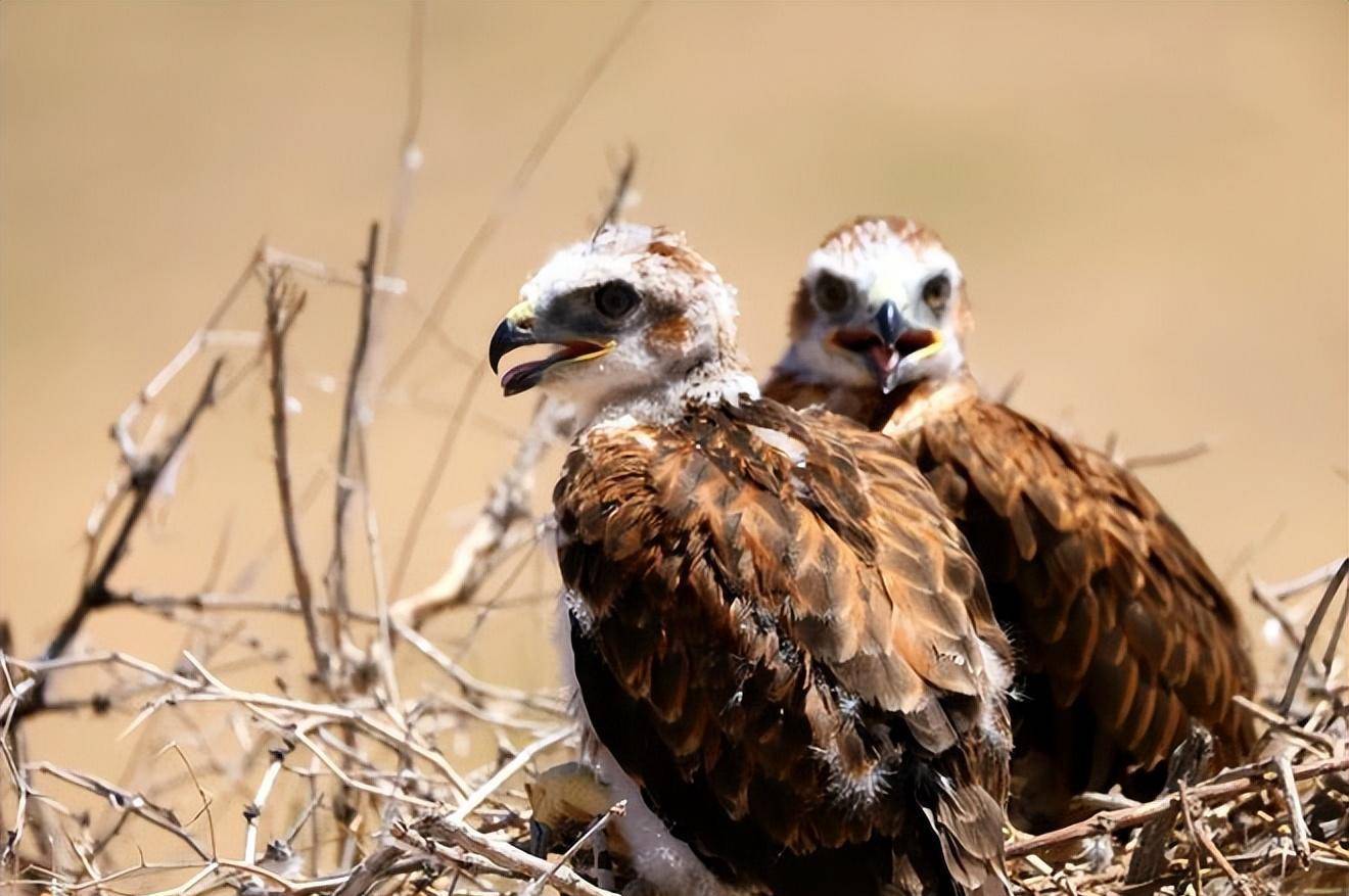 2010年东北出现一金雕,连续2年袭击村民,查明真相后村民被判刑_杨海军