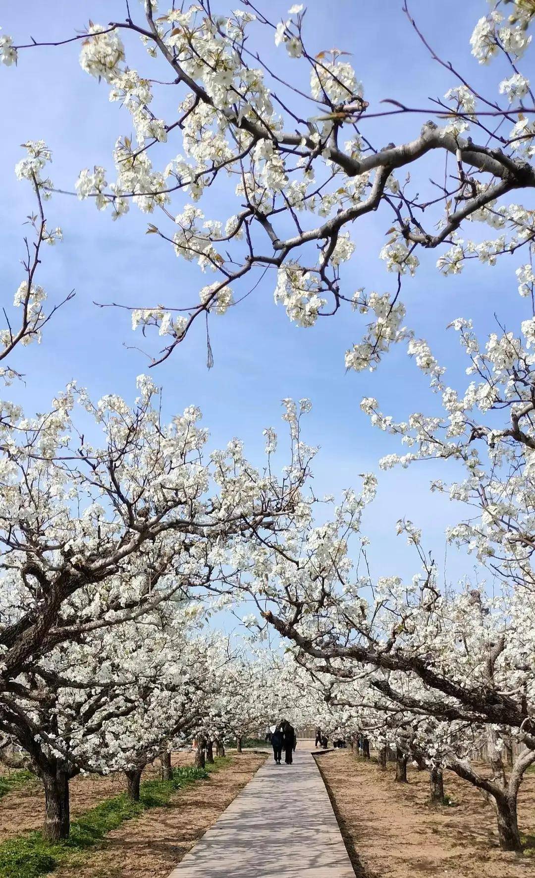 砀山梨花广场科技馆图片