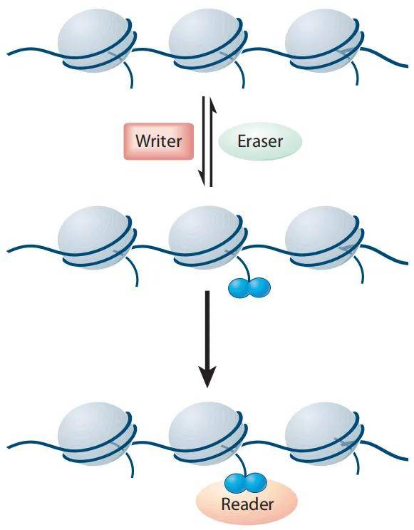 生命科学研究热点——组蛋白修饰_结构_histone_al