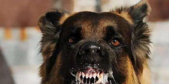 铲屎官别忽视了,这都是狗狗得"狂犬病"的征兆_营养_疫苗_动物