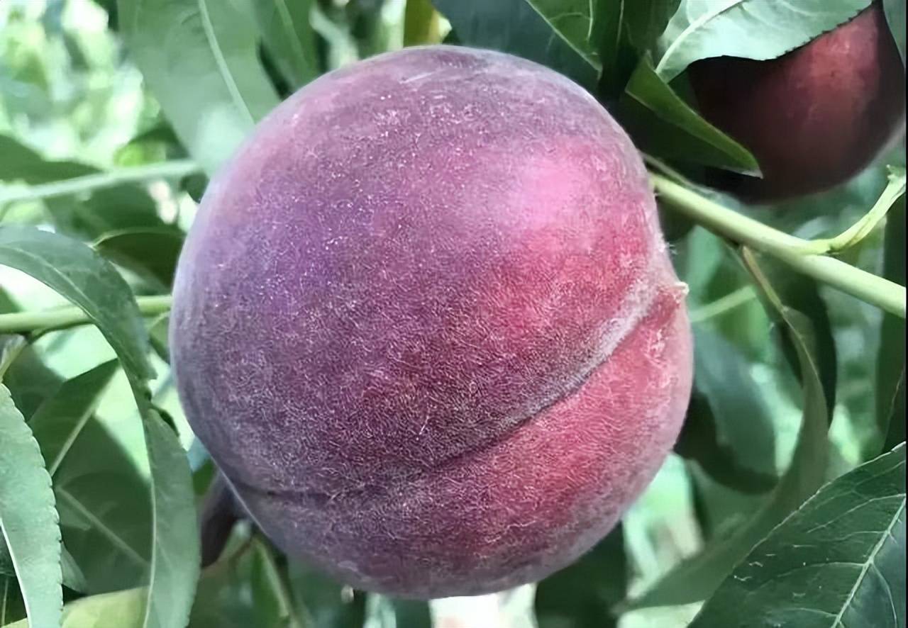 我国的新兴果树,不怕旱不怕晒,果实鲜美,产量高,种植简单_黑桃_生活