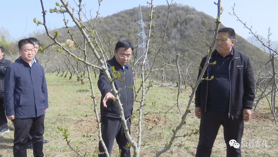 宝鸡凤县县委书记张扬强调:全方位落实防范措施 降低霜冻对花椒产业