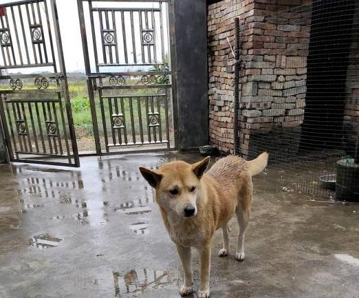 主人_人们_田园