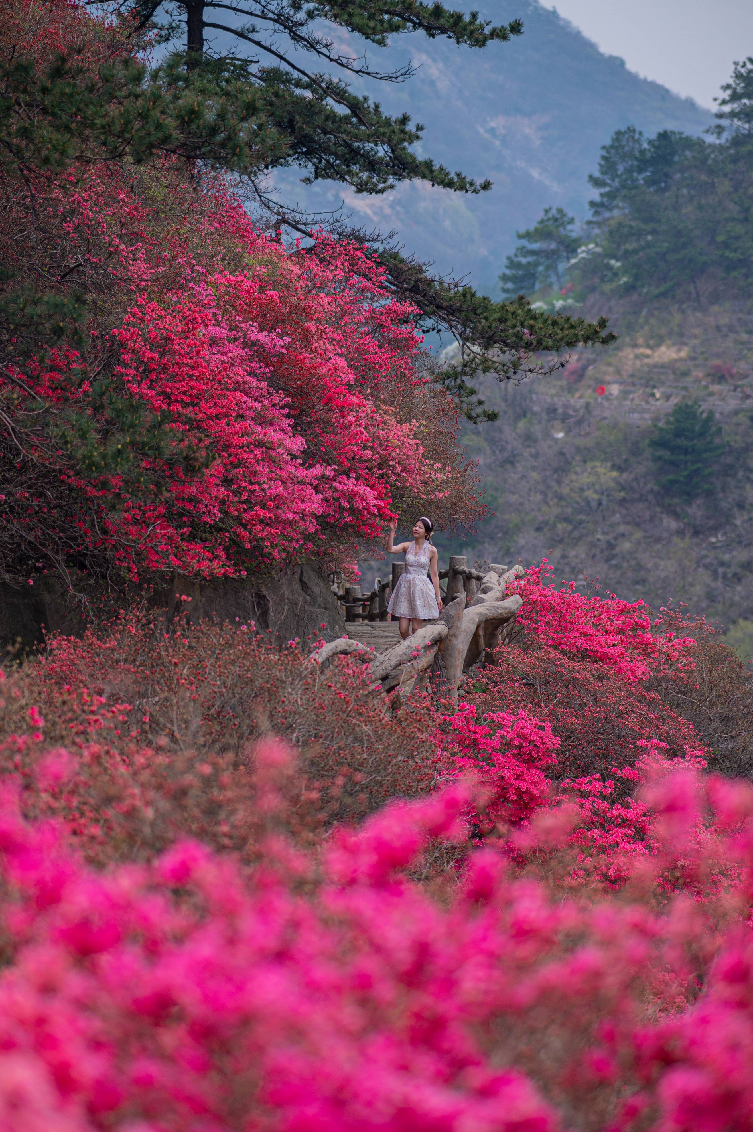 杜鹃花人像拍照图片