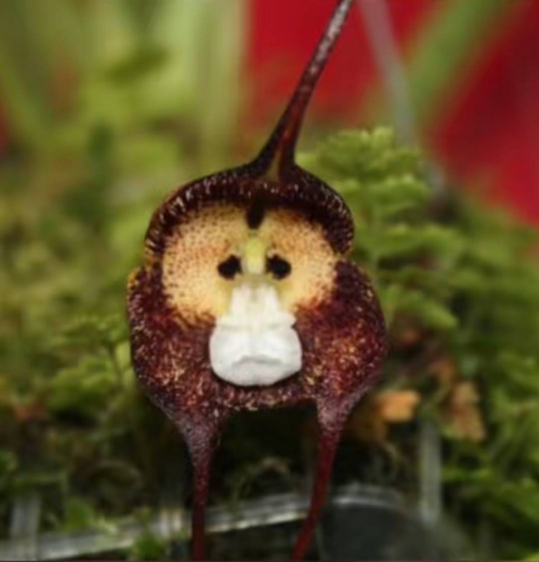 长出猴脸的的植物——猴面小龙兰_兰花_空气_相对湿度