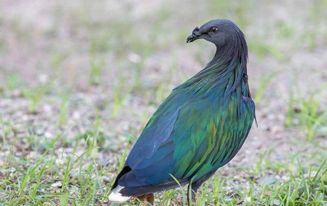 鸩鸟的毒性有多大?