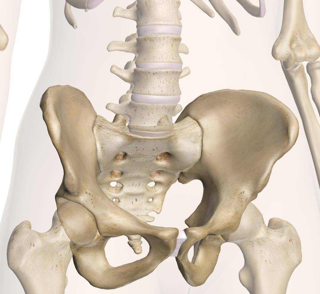 髋关节高清解剖动图,了解髋关节6个运动形式!_动作_核心_换边