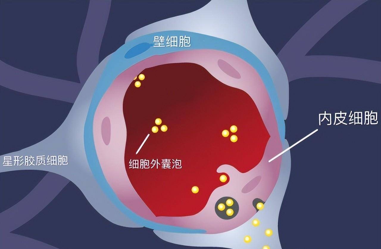 血管内皮结构图片