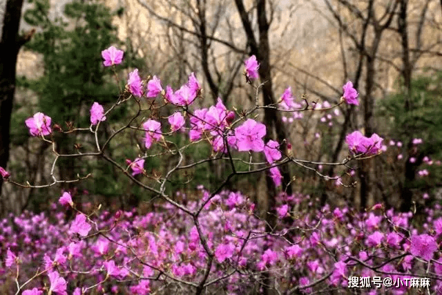 椴树花（椴树花开阅读理解答案老逄） 第5张