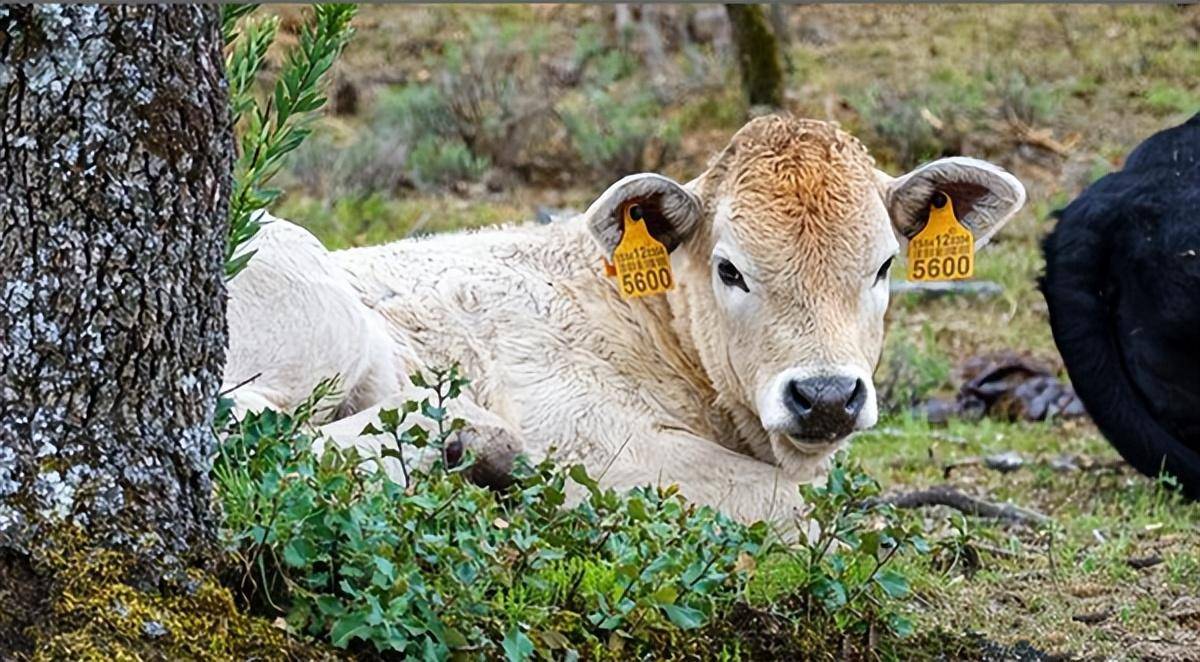 rfid动物电子耳标在养殖业中的重要性,为动物养殖带来新的发展方向