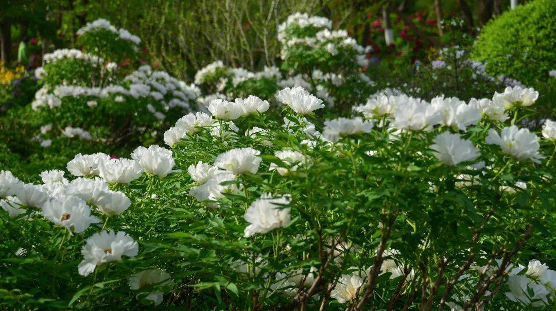 牡丹花水（牡丹花泡茶喝） 第7张