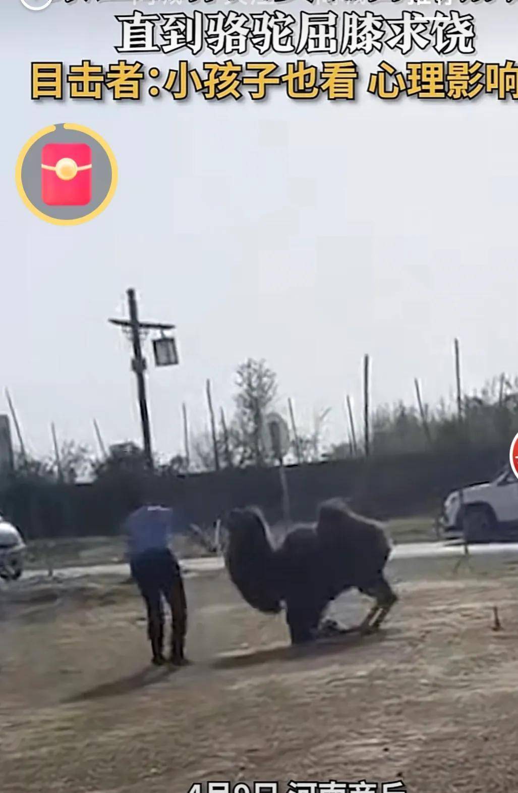 太恶劣了！景区工作人员公然棒打骆驼直至骆驼跪地求饶（投诉景区工作人员找哪个部门投诉）