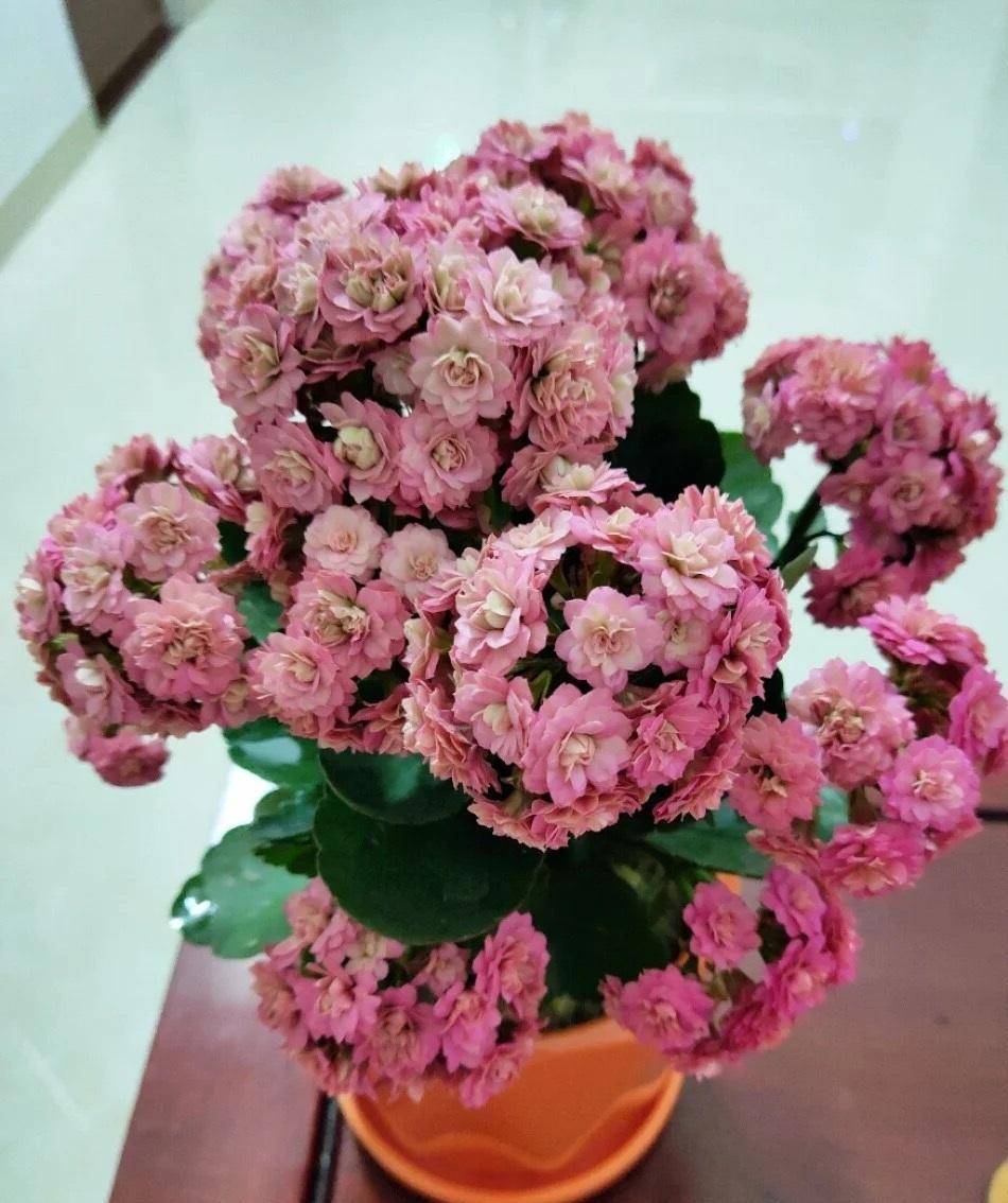 长寿花界的"精品"—豆沙皇后,玫瑰花型,颜值高,好养又爱开花_阳台