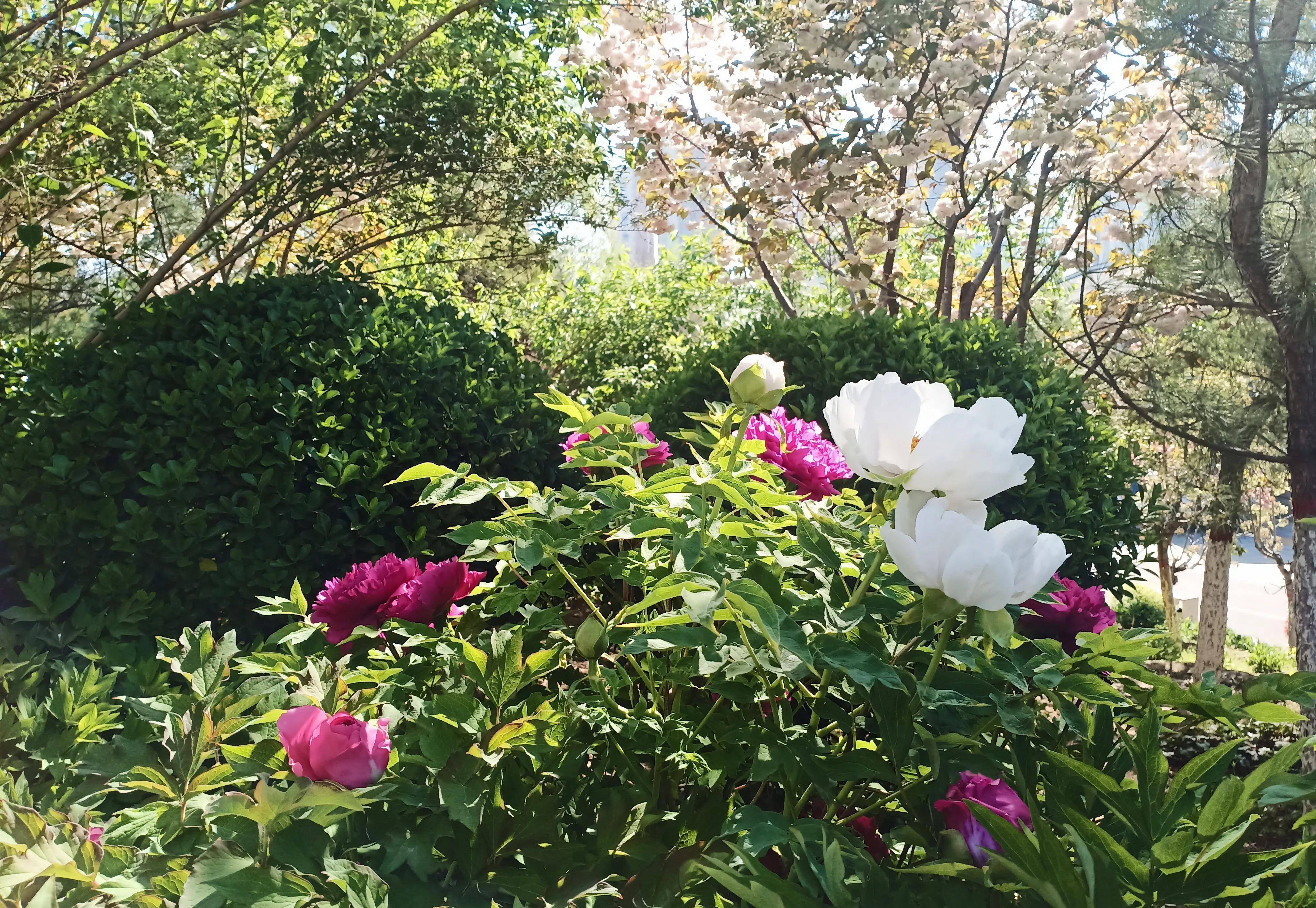 最美人間四月天-聊城鳳凰苑植物園遊記_鬱金香_牡丹_遊客