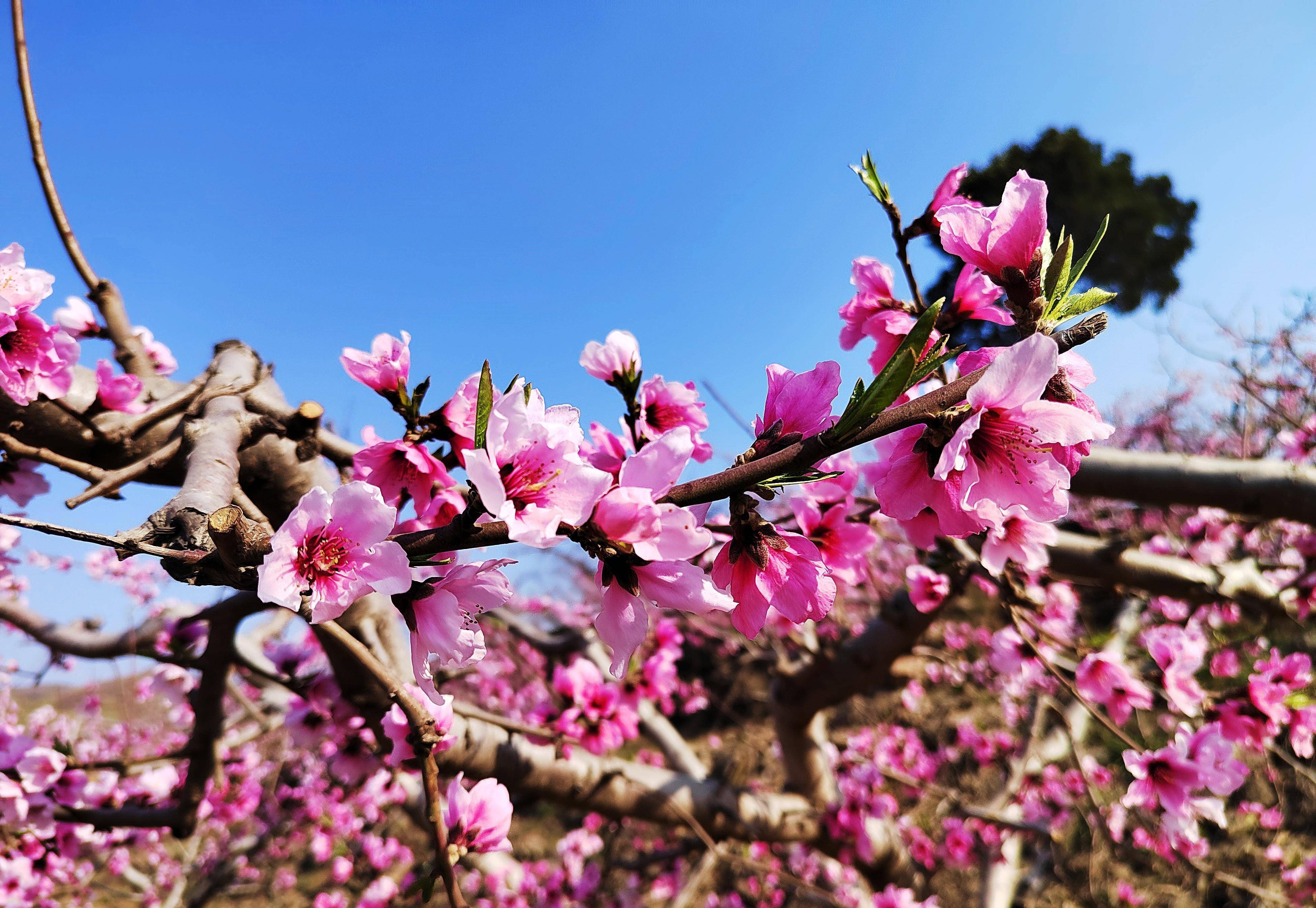 远赴人间桃花宴