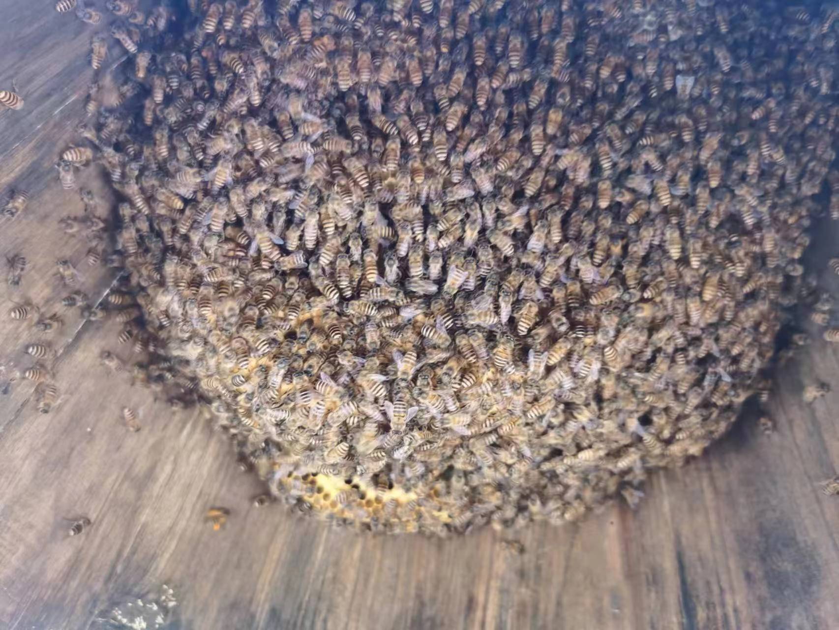 我有一箱土蜂群,现在有好几个黑褐色的成熟王台了,该怎么处理?