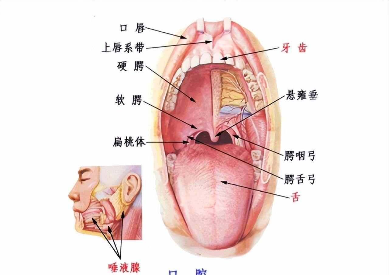 舌背舌腹图片