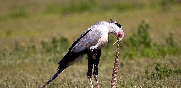 有翅膀不爱飞,每天行走二三十公里的猛禽,视黑曼巴为"辣条"_秃鹰_毒蛇
