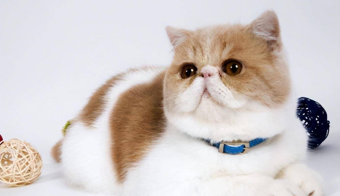 公认:10种"好看"的猫咪,你心中的top1是哪一种?_毛发_性格_体型