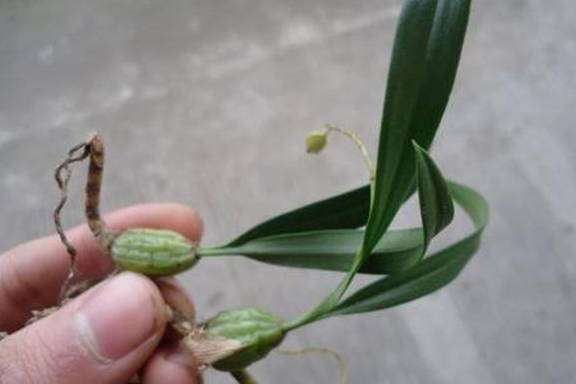 客家人把石橄榄叫做"石虾",意思就是这种植物就像虾一样鲜