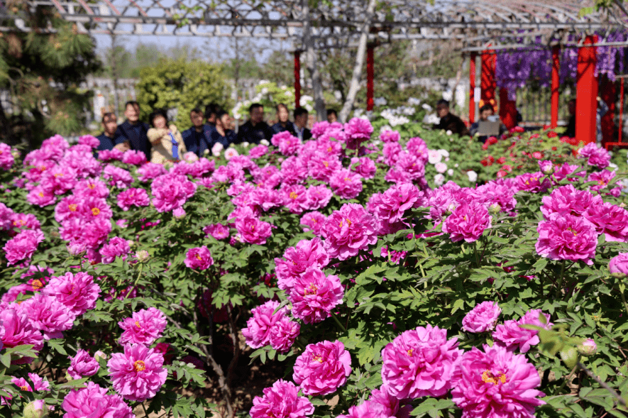 沛县县花图片