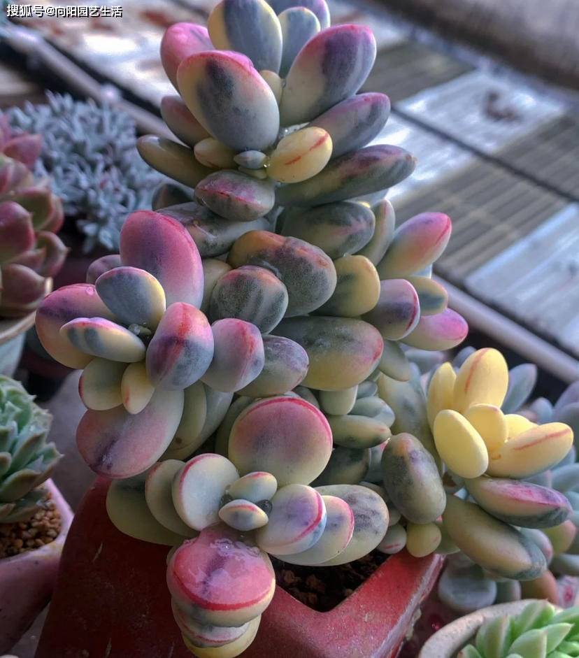 乒乓福娘锦,前年1棵150块,今年30块,最值得买的锦化品种