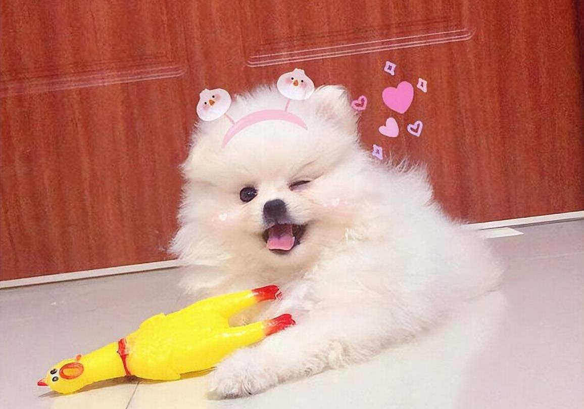 爱心领养纯种博美幼犬俊介，网红茶杯犬的迷人魅力揭秘？-龟/鳖-淘宝好物网, image size:1156x809