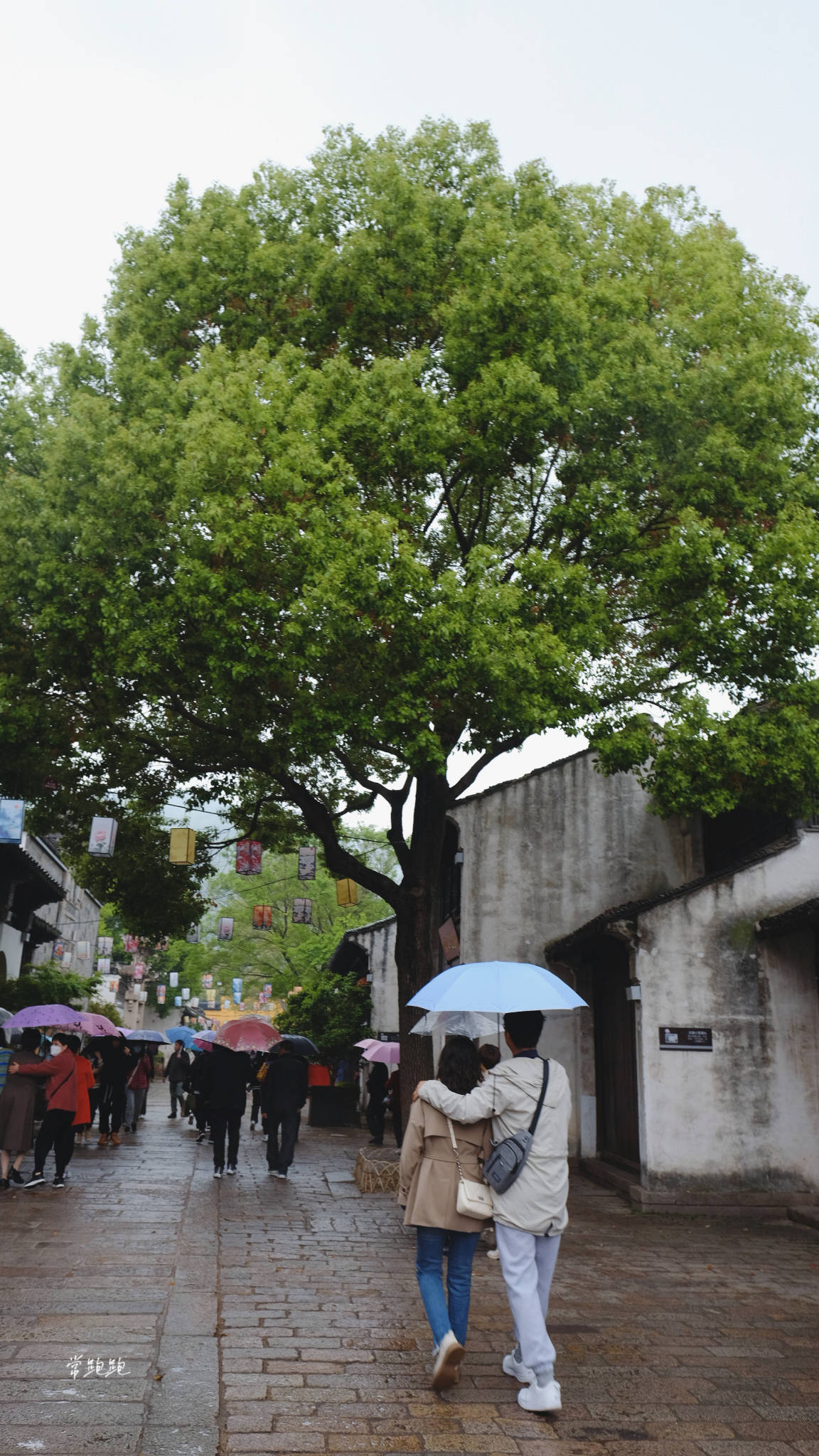 踯躅花（踯躅花别名） 第4张