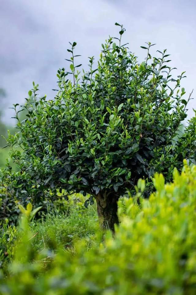 每一棵古茶树都镌刻着时间的故事每一片叶子都蕴含着历史的印记