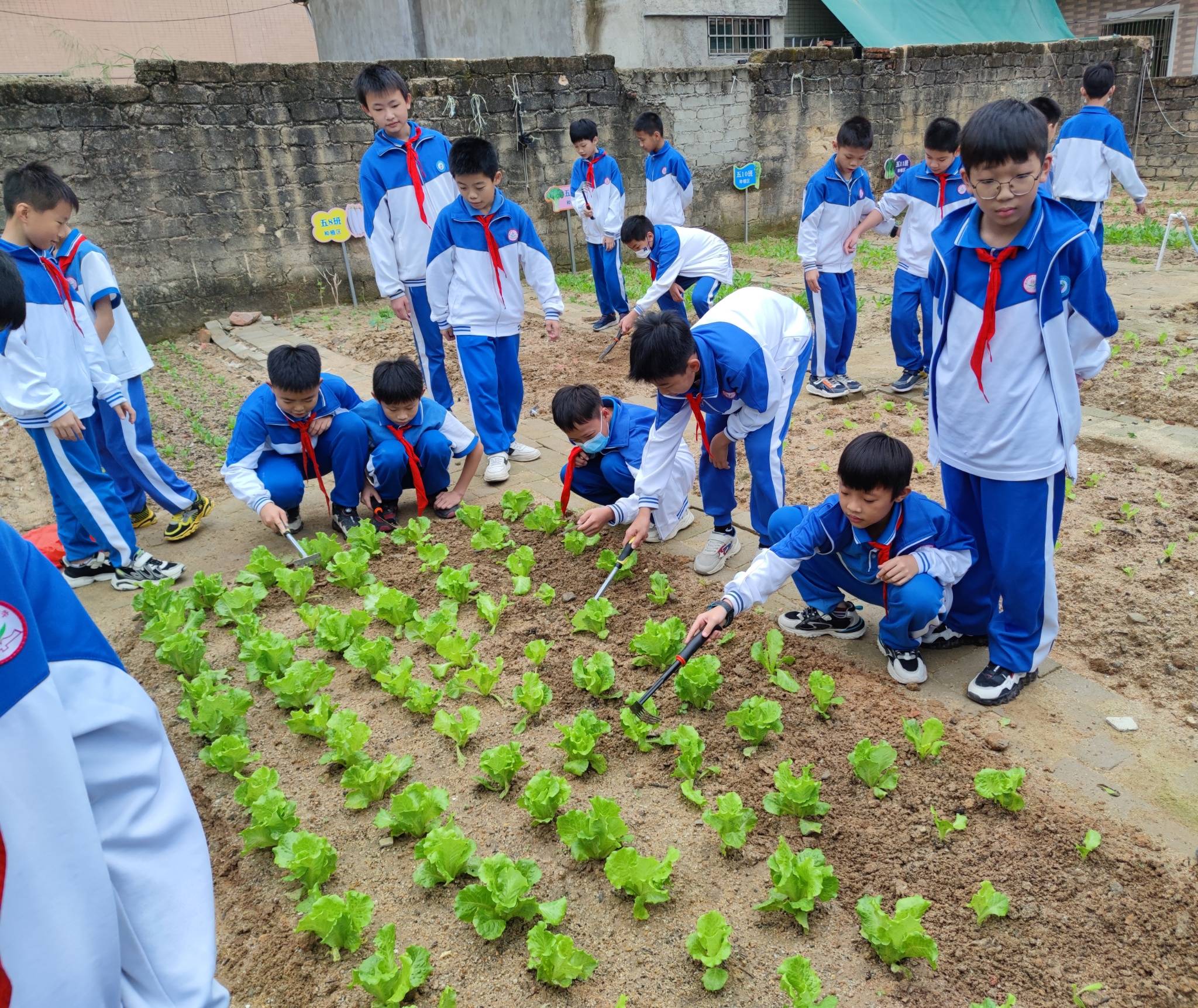 老师组织学生现场观摩,翻地,种植,浇水,蔬菜成熟采摘.