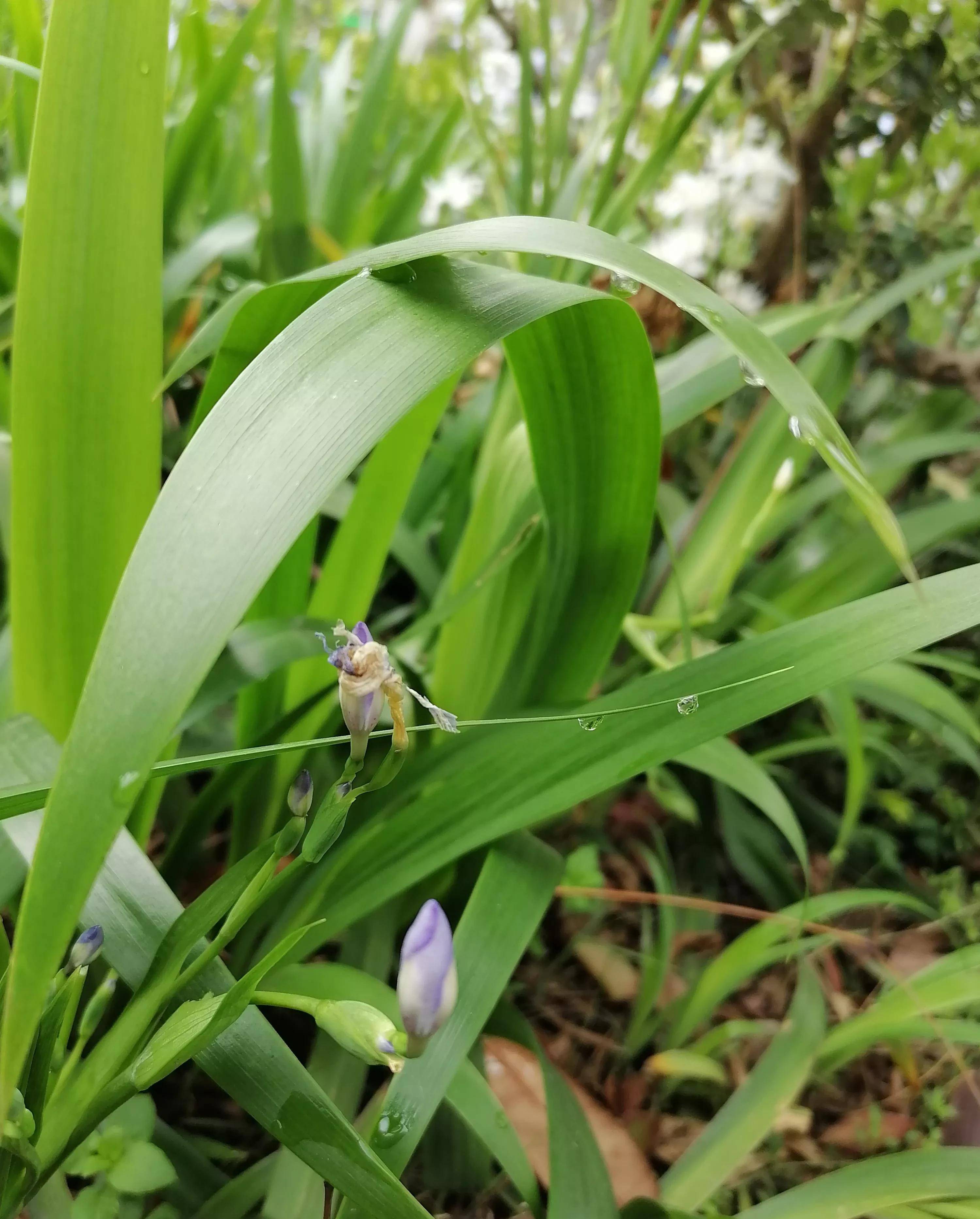 兰花的一种a species of orchid
