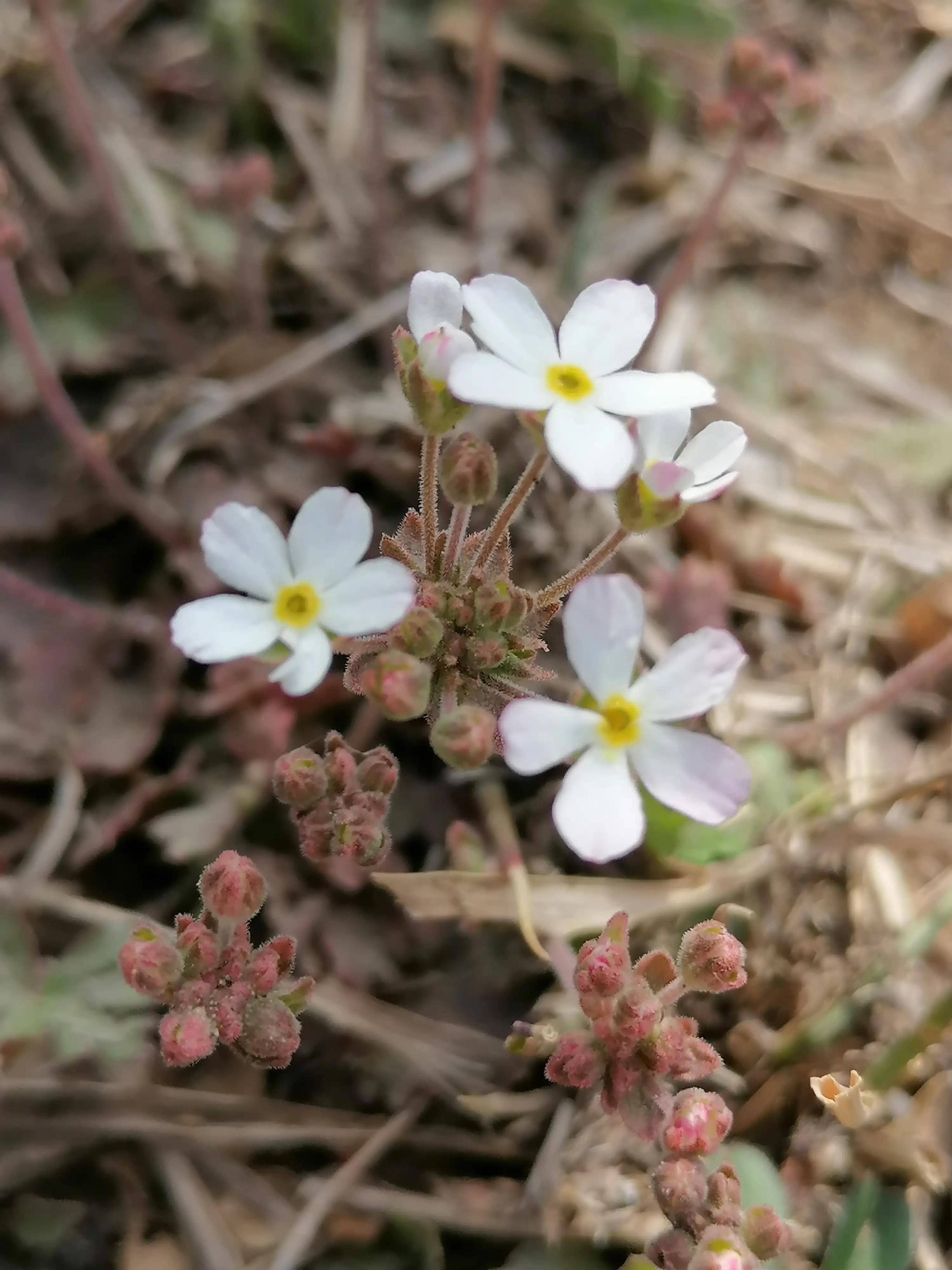 点地梅生机勃勃&点亮大地_花朵_爱情_玫瑰