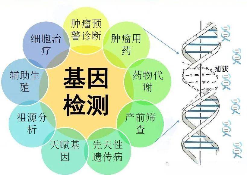 蓼子花（鄱阳湖廖子花） 第13张