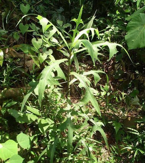 年轻人路边薅1把"网红野菜"回家,老人:这不就是当年的猪草吗_植物