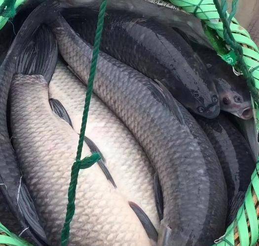 法李柒夜·05-01 09:56陈青云的小说《残肢令》到底讲了个怎样的故事?