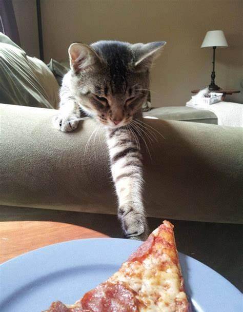 古灵精怪的馋嘴小花猫,偷吃零食的方式很有一套_奈莉_艾莉森_猫咪