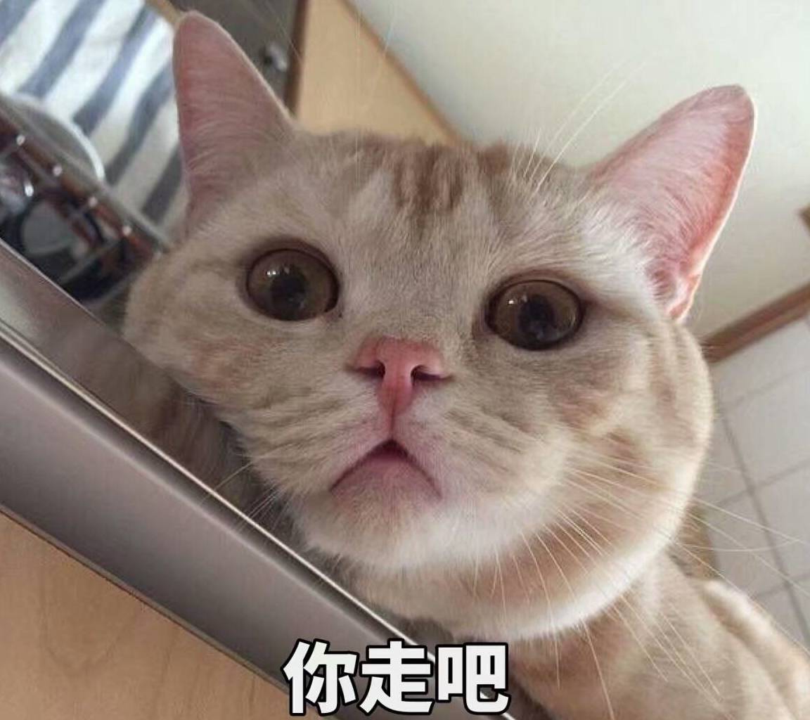凤凰彩票(中国)：当你摸猫咪的“头部”时，在它看来，代表了这些意思 