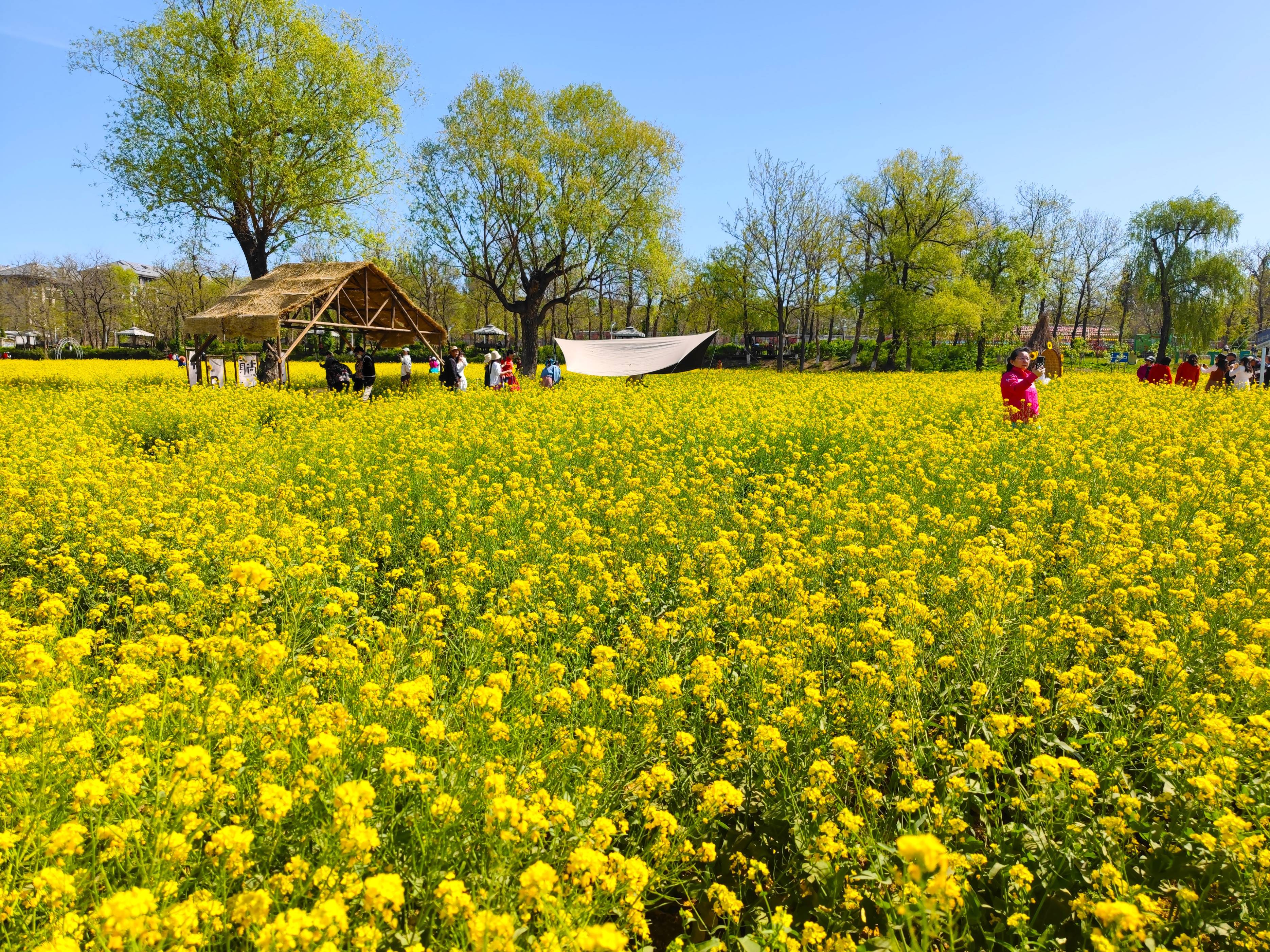 北京有个怪村,目前200亩油菜花盛开,走入金黄色海洋