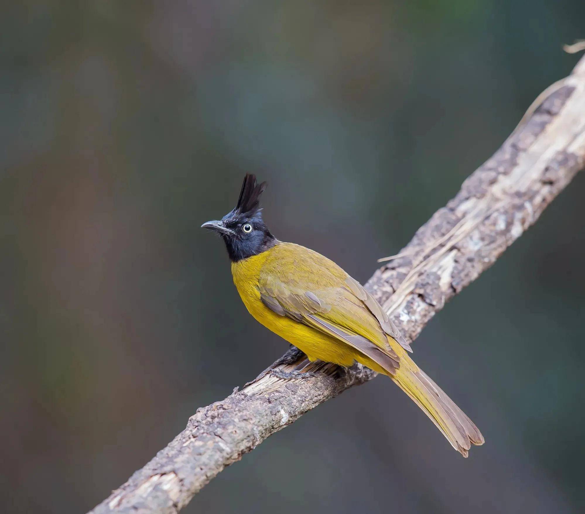 自然之美:黑冠黄鹎_黑色_活动_灌木