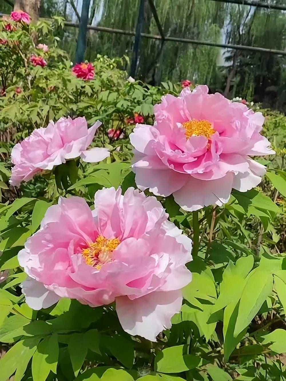 牡丹花水（牡丹花水彩画教程） 第2张