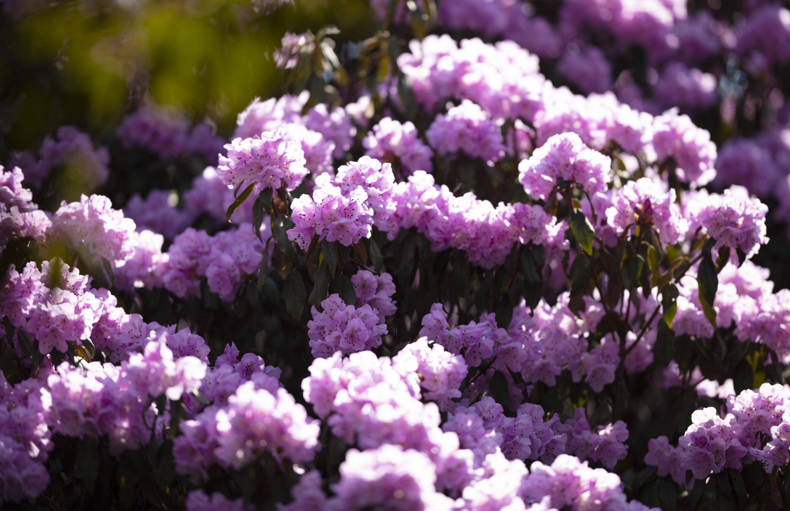 多彩贵州61花漾中国丨千亩红棕杜鹃惊艳了乌蒙草原之巅_高山_规模