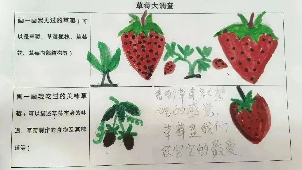 草莓种植生长记录表图片