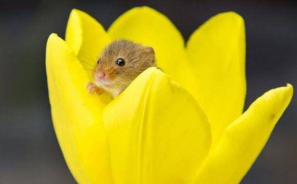 属鼠的人聪明勤快,擅长交际在5天后,将会有福从天降财运走高_因为