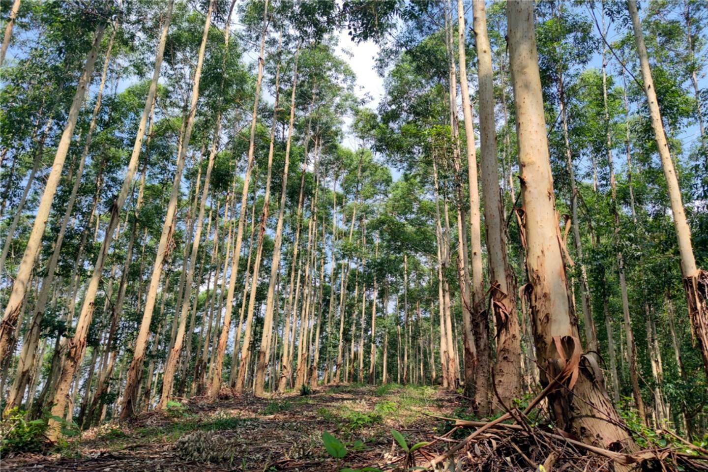 桉树种植选择错了品种,越努力,越失败_广西_区域_选育