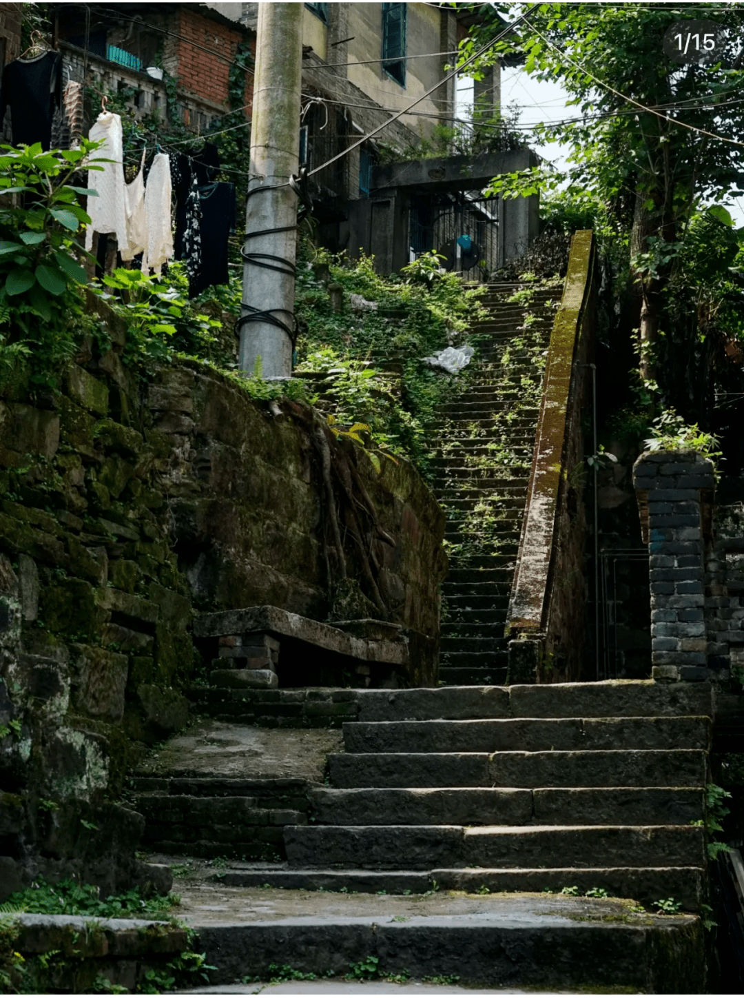 《忠犬八公》山城重庆的爱与别离