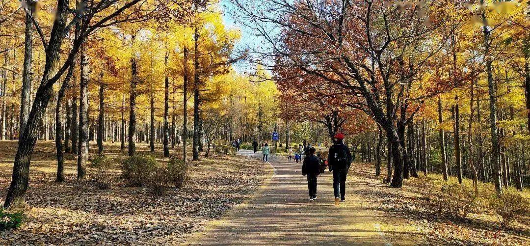 吉林省委常委,长春市委书记张志军察看了永春河带状公园,八一公园