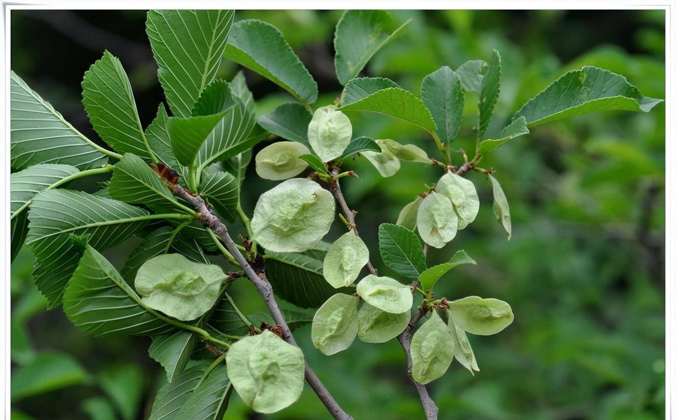 饮食里的中药:春天的专属美味榆钱儿和杀虫消积的中药芜荑_榆树_榆荚