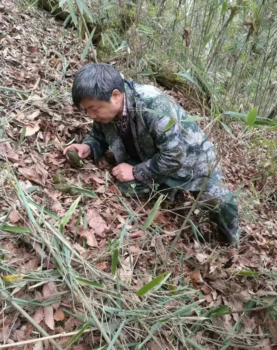 著名生态文学作家白忠德开讲秦岭大熊猫的隐秘生活
