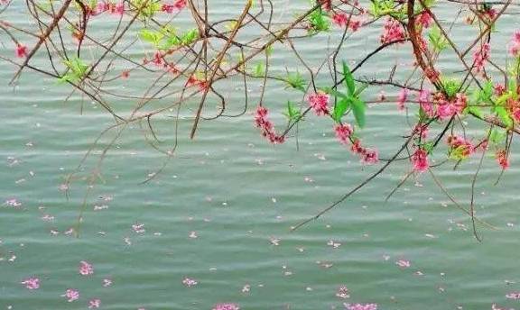 牡丹花水（牡丹花水彩画图片） 第4张